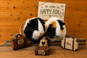 Meerschweinchen haben ihre kleinen Koffer gepackt und ziehen bei Happy Fox ein.